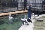 061 - Sea World - Pelicans