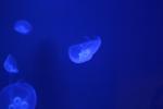064 - Sea World - Moon Jellies