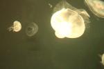 066 - Sea World - Moon Jellies