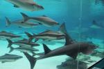 071 - Sea World - Shark Bay