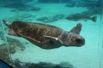 073 - Sea World - Loggerhead turtle - Big Guy