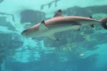 076 - Sea World - Blacktip reef shark
