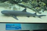 078 - Sea World - Whitetip reef shark