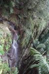 095 - Tamborine National Park - Witches Falls