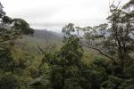 096 - Tamborine National Park - View from Witches Falls