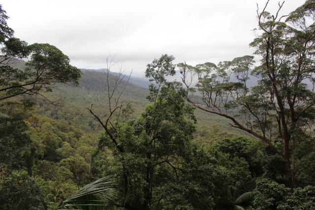 096 - Tamborine National Park - View from Witches Falls