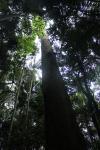 098 - Tamborine National Park - Eucalyptus