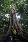 100 - Tamborine National Park - Strangler fig tree
