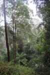 101 - Tamborine National Park - View from top of Witches Falls track