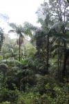 102 - Tamborine National Park - Piccabeen palms, top of Witches Falls track