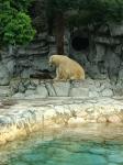 111 - Sea World - Polar bear