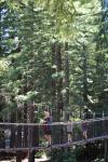 082 - Redwoods treewalk, Whakarewarewa