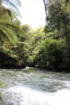 086 - Kaituna River, Okere Falls Scenic Reserve