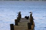 117 - Kawaupaka Little shag and Red-billed gulls, Kawaha Point Lake Front Reserve