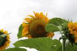 140 - Sunflowers, Sustainable backyard, Hamilton Enclosed gardens