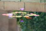 161 - Lotus, Ancient Egyptian garden, Hamilton gardens