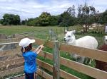 081 - 3 - Alpaca at Steve's neighbour's farm