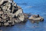 092 - Seals, Kātiki Point