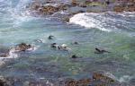 094 - Baby seals, Kātiki Point