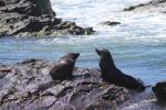 098 - Seals, Kātiki Point