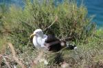 04 - Karoro Southern black-backed gull