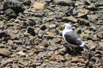 17 - Karoro Southern black-backed gull carrying a mussel