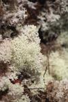28 - Abel Tasman National Park - Fuzzy Reindeer Lichen