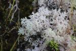 30 - Abel Tasman National Park - Coral Lichen