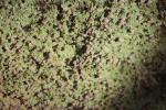 31 - Abel Tasman National Park - Brown Beret Lichen