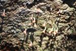 32 - Abel Tasman National Park - Brown Beret Lichen