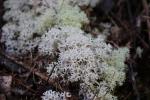 Tutuwai 04 - Coral Lichen and Fuzzy Reindeer Lichen