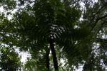05 - Tree fern