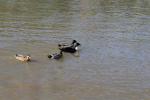 Wanganui 10 - Ducks on Whanganui River