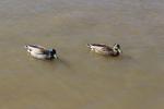 Wanganui 11 - Ducks on Whanganui River