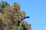 Wanganui 39 - Divebombing magpie, Norton Arboretum, Paloma Gardens