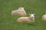 14 - Sheeps